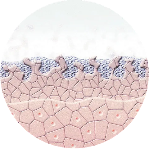 reviderm- Enzyme spalten die abgestorbenen Hautzellen und bereiten so die Haut auf die Mikrodermabrasion vor.